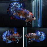 #5 (New Arrival) Blue Base Koi Male Star Tail Plakat Betta Fish - High Quality Live Aquarium Male Betta Fish